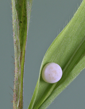 Little Glassywing egg